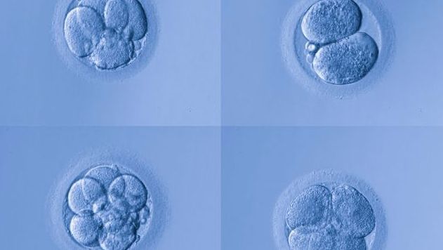 供卵试管婴儿多少钱才能成功