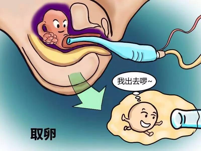 供卵试管婴儿中新鲜胚胎和囊胚移植有什么区别？