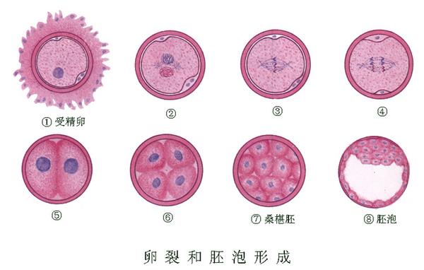 赠卵试管婴儿比正常出生的孩子更聪明吗？看看专家们怎么说!只找捐献者的卵子对精子没有好处