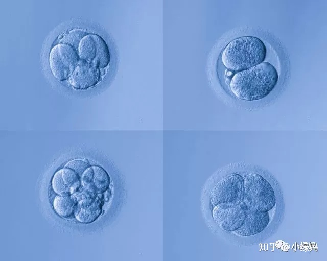 供卵试管婴儿技术的发展历程及适合人群