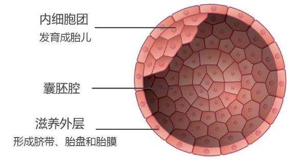 怎样做才能获得更高的赠卵试管婴儿成功率