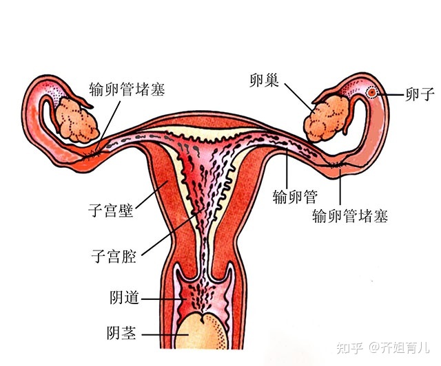 40岁的女性做供卵做试管婴儿能否一次成功，40岁做供卵做试管婴儿的成功率是多少？