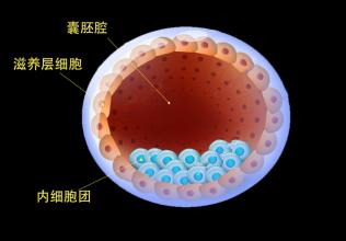借精试管对妇女有害吗？
