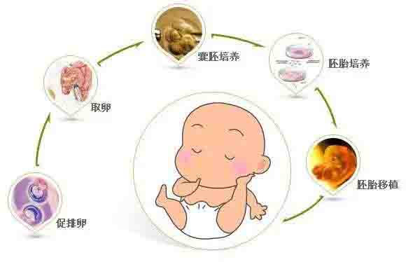 红房子试管代怀中心排行婴儿大约的费用多少钱