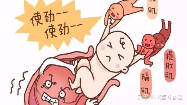 玄武澳洲报卵种虾供货地址+樱花虾抱卵是受精卵吗