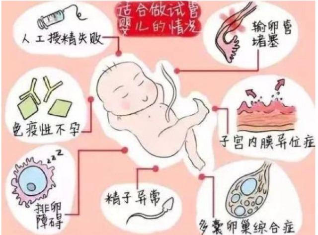 玄武澳洲报卵种虾供货地址+樱花虾抱卵是受精卵吗