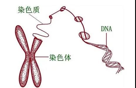 (了解一下)郑州三代二胎供卵试管包男孩多